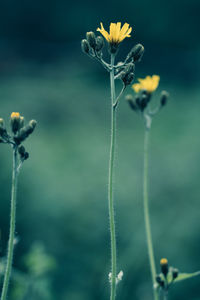 Close-up of flowers blooming at park