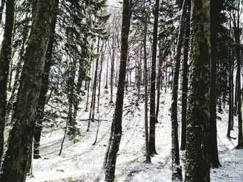 Trees in forest