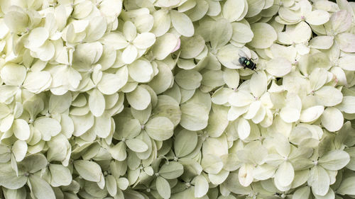 Full frame shot of white flowering plants