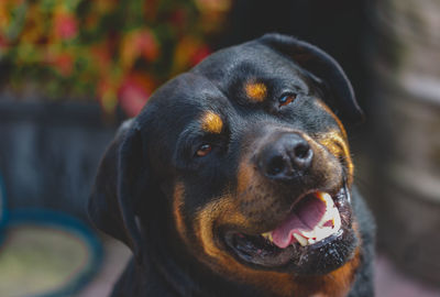 Close-up portrait of dog