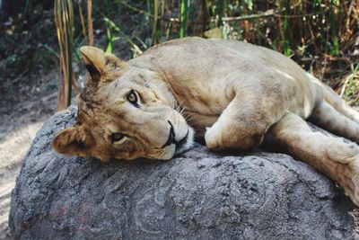 Close-up of lion relaxing outdoors