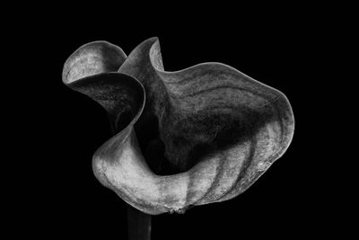 Close-up of white flower against black background