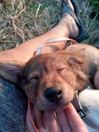 Close-up of person with dog