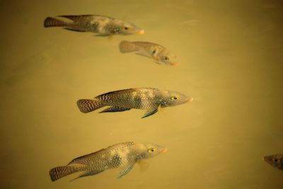 Close-up of fish swimming in water