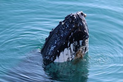 Whale swimming in sea