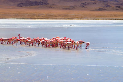 High angle view of birds in lake