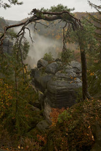 Scenic view of forest