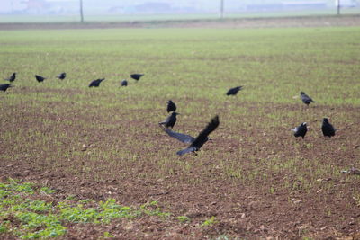Flock of birds on the field