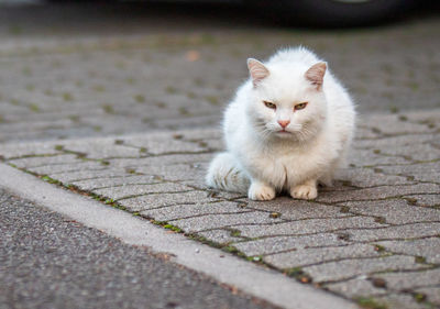 Displeased white cat sitting on the road