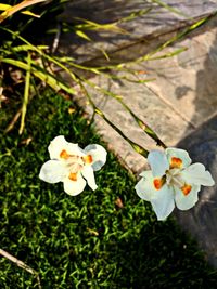 High angle view of white flowering plant on field