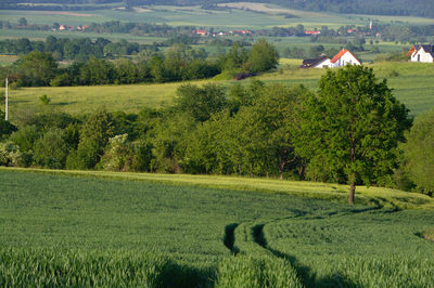 Scenic view of field against trees and plants