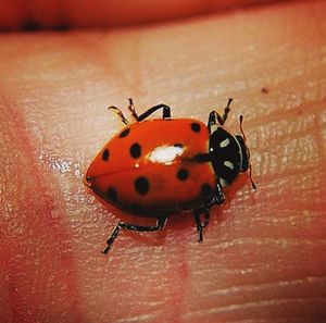 Close-up of ladybug