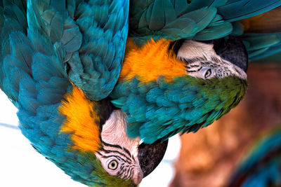 Close-up of gold and blue macaws