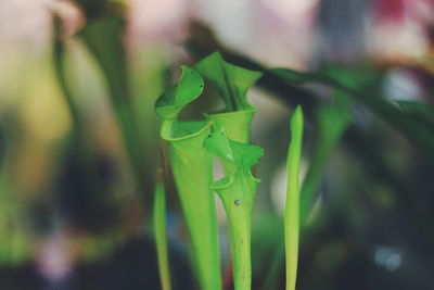 Close-up of fresh green plant