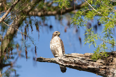 Red tailed hawk buteo jamaicensis bird of prey perches on a tree in naples, florida