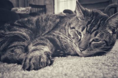 Portrait of cat relaxing on rug