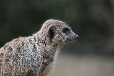 Close-up of a meerkat