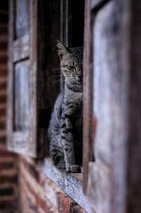 Cat looking away while sitting on window