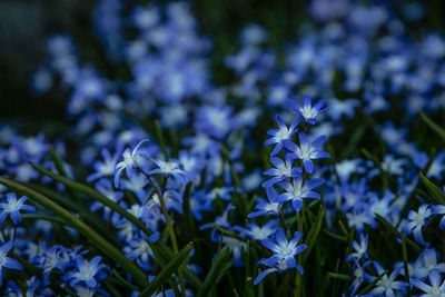 Close-up of purple flowering plants on field