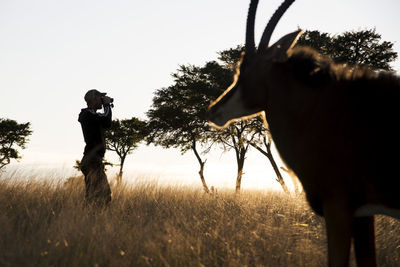 Man looking through binoculars on field with animal during sunset