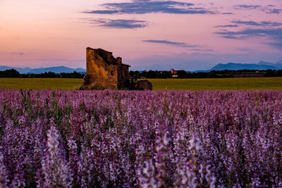 Purple flowering plants on field against sky during sunset