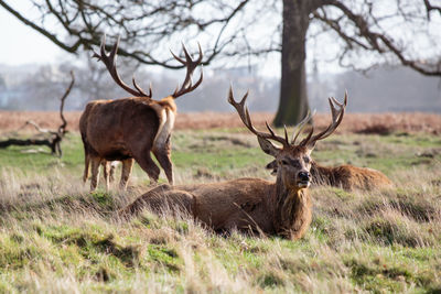 Deer in a field