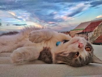 Close-up portrait of a cat resting