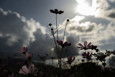 Close-up of flowering plants on field against sky