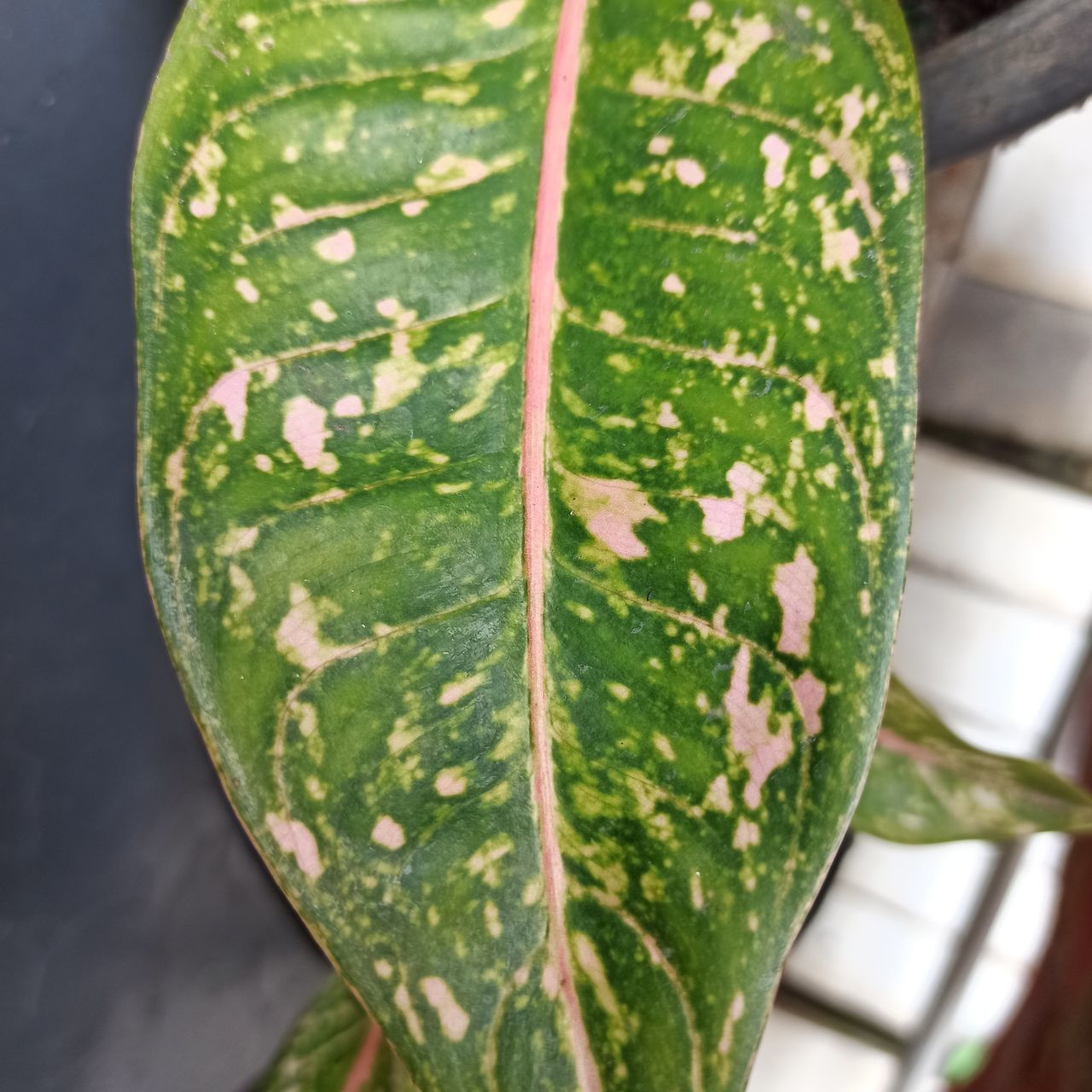 HIGH ANGLE VIEW OF LEAF