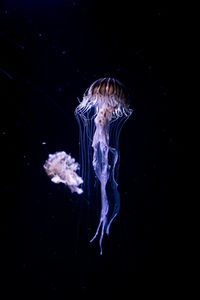 jellyfish