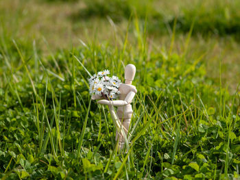 Close-up of white flowering plant on field