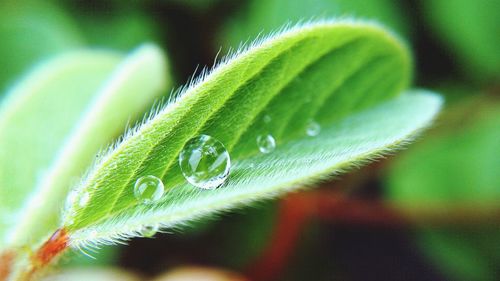 Macro shot of water drops on leaf