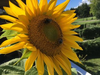 Close-up of sunflower