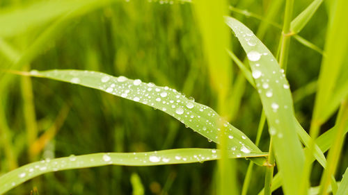 Close-up of water drops on plant