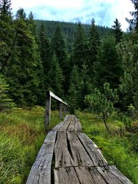 Wooden footbridge amidst trees in forest against sky