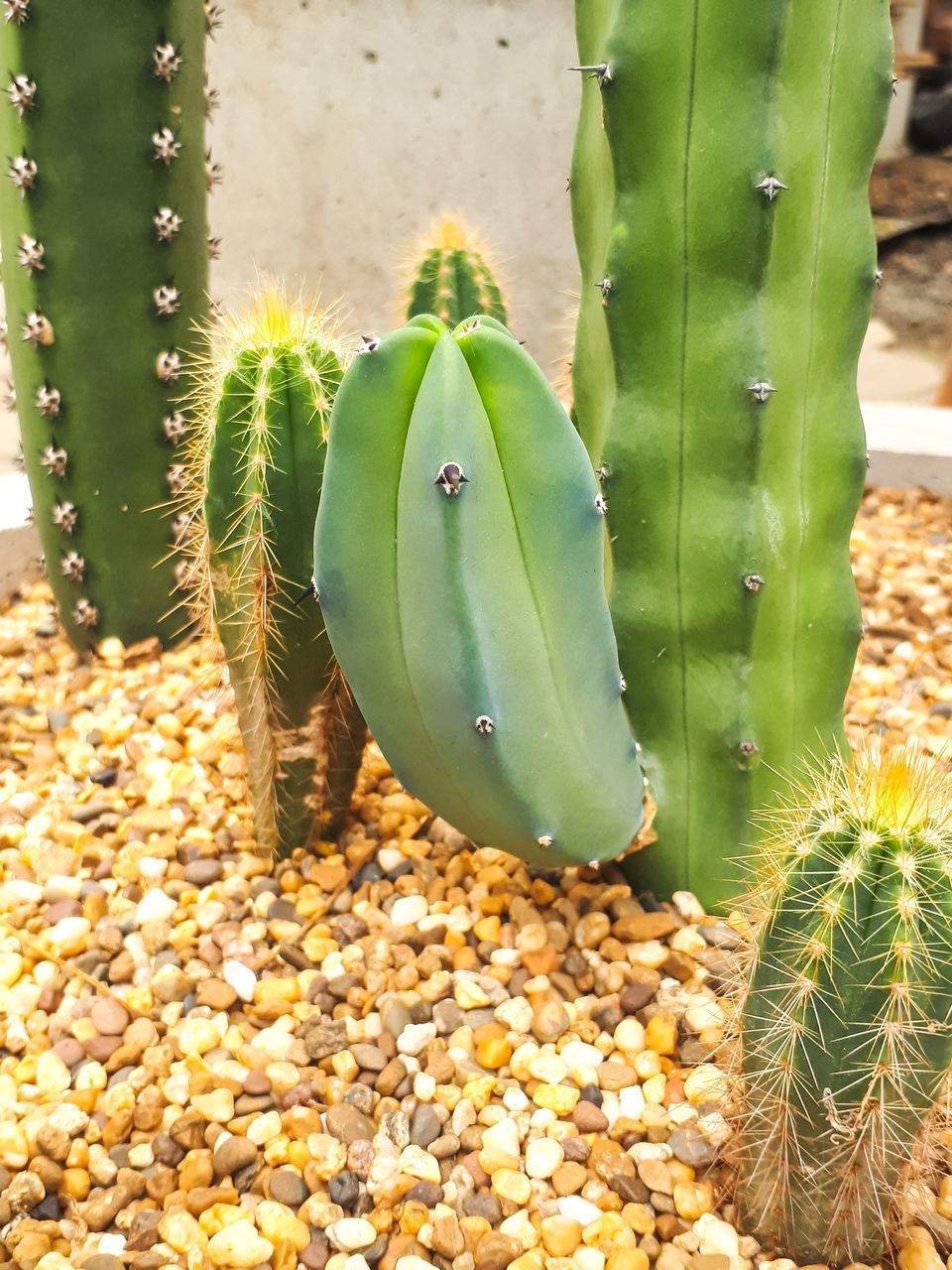 CLOSE-UP OF PRICKLY PEAR CACTUS ON STONE