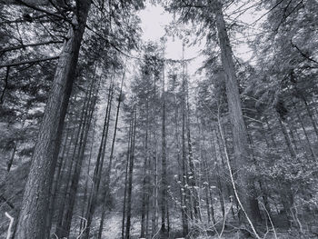 Black and white monochrome woodlands