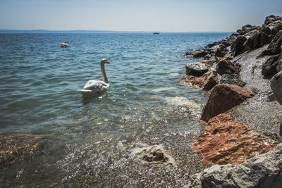 Swan on rock by sea against clear sky