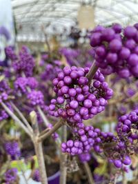 Close-up of lavender growing on plant