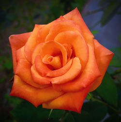 Close-up of orange rose