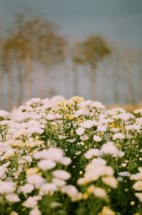 Close-up of white flowering plants on land