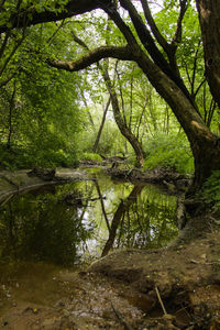 Scenic view of lake in forest