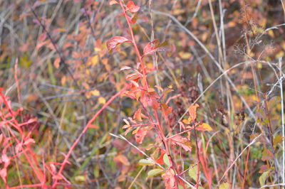 Close-up of red autumn plant