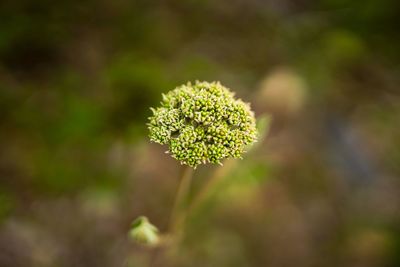 Close-up of flowering plant