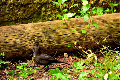 Bird perching on a wood