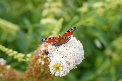 Close-up of butterfly pollinating on flower