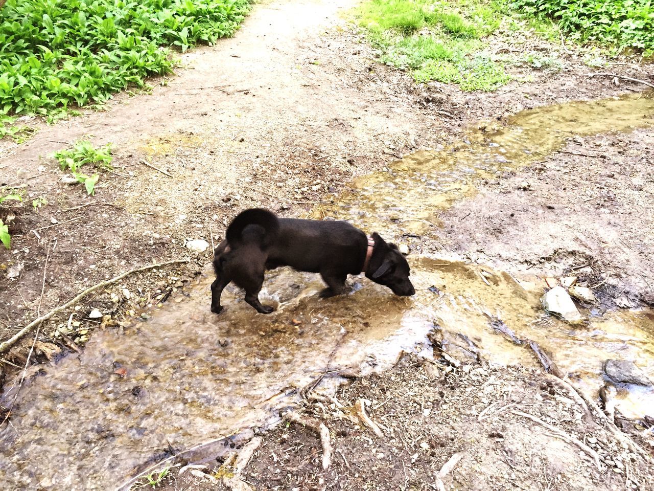 animal themes, dog, one animal, high angle view, mammal, domestic animals, pets, day, outdoors, sunlight, nature, grass, full length, rock - object, relaxation, water, plant, no people, stone - object, field