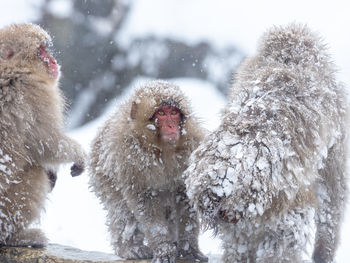 View of monkey on snow