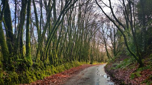 Dirt road along trees