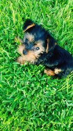 High angle portrait of dog on field